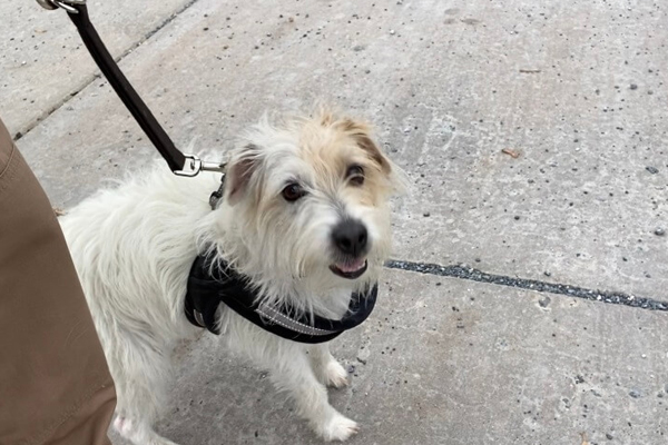 puppy on a leash