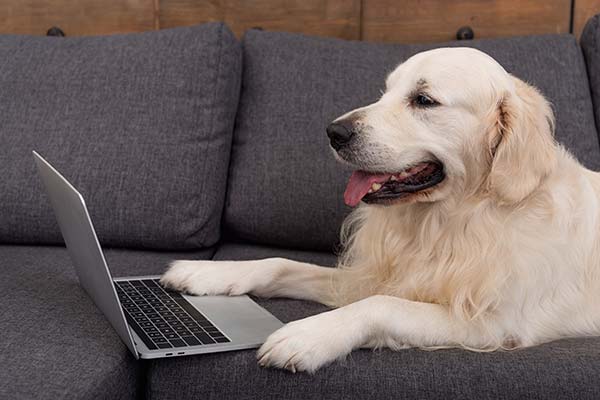 dog on a laptop